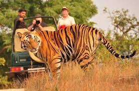 Ranthambhore Wildlife Jeep Safari Tour